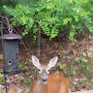 Meet your Posher, Wendy